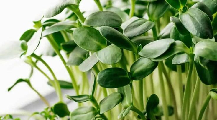 Fresh beetroot Microgreens