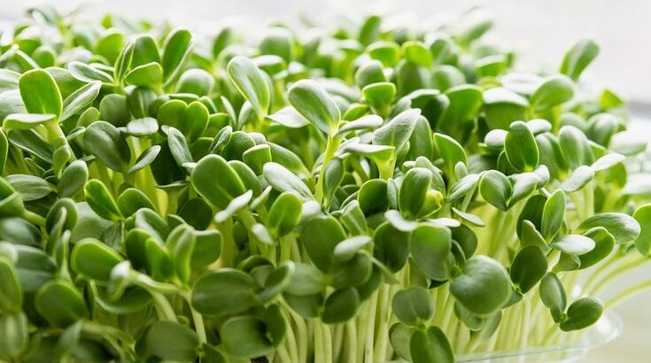 Fresh beetroot Microgreens
