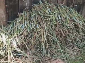 super napier grass