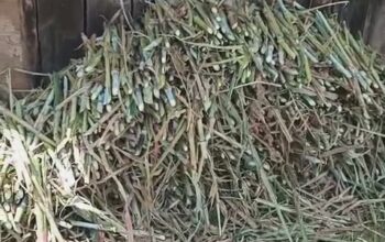 super napier grass