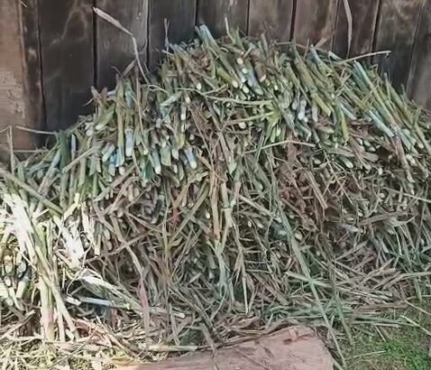 super napier grass