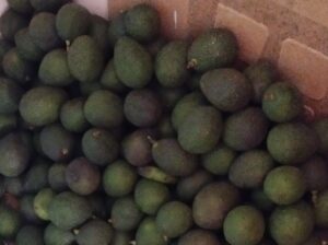 Selling mature avocados