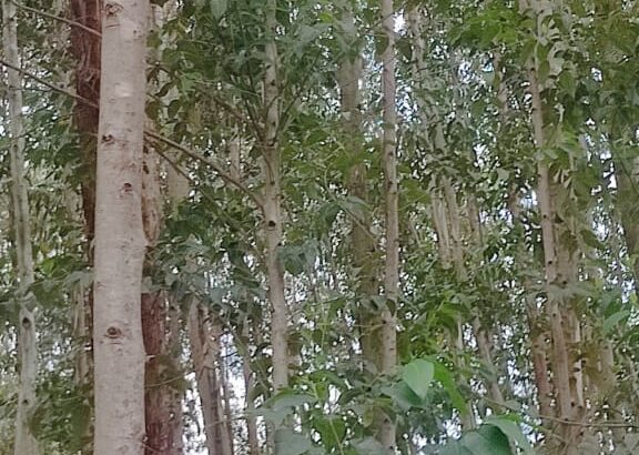 Eucalyptus trees