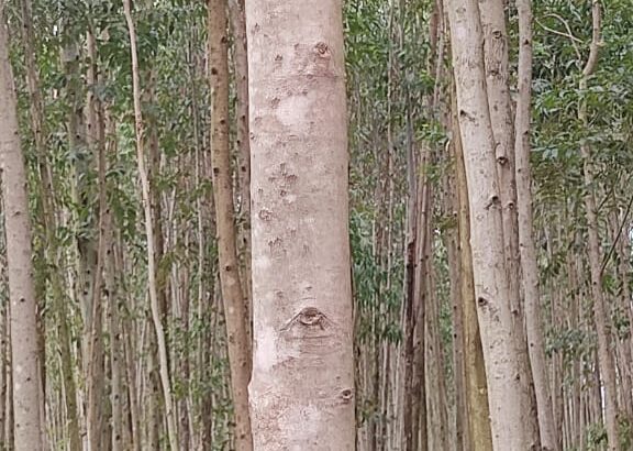 Eucalyptus trees
