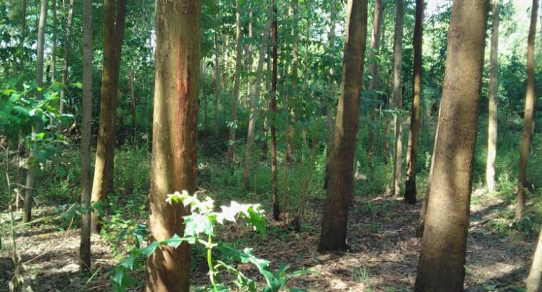 Eucalyptus trees