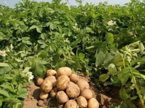 1TON POTATOES(READY TO HARVEst