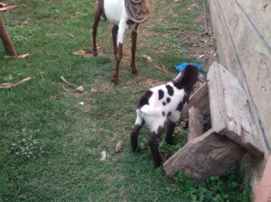 GOAT SELLING NAIROBI