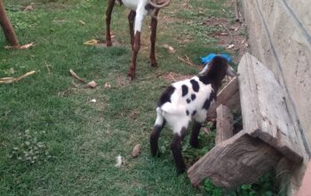 GOAT SELLING NAIROBI