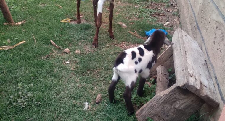 GOAT SELLING NAIROBI