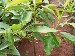 Avocado Fruit seedlings