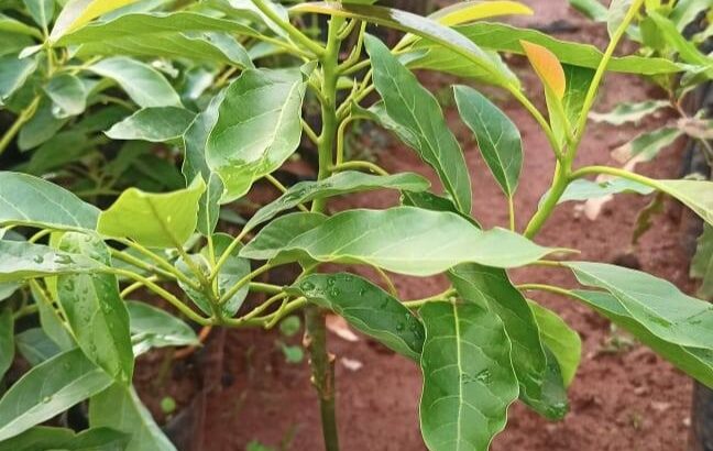 Avocado Fruit seedlings