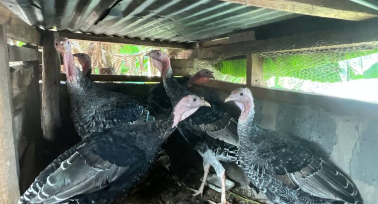 5-month old Beautiful Turkeys