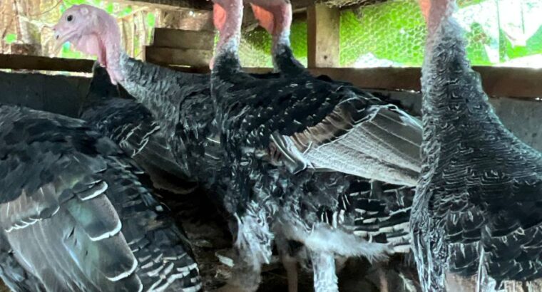 5-month old Beautiful Turkeys