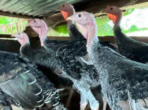 5-month old Beautiful Turkeys