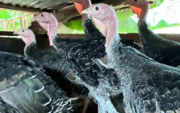 5-month old Beautiful Turkeys