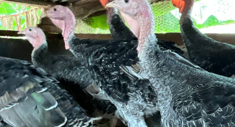 5-month old Beautiful Turkeys