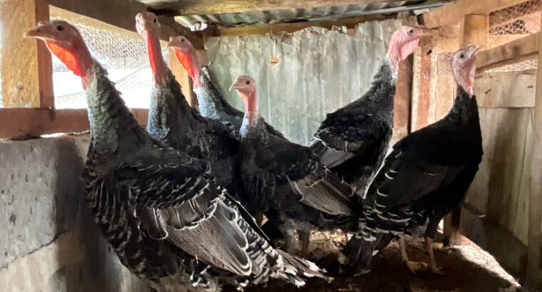 5-month old Beautiful Turkeys