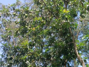 Fresh unripe avocados