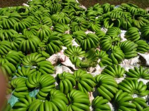 Organic Fruit Bananas
