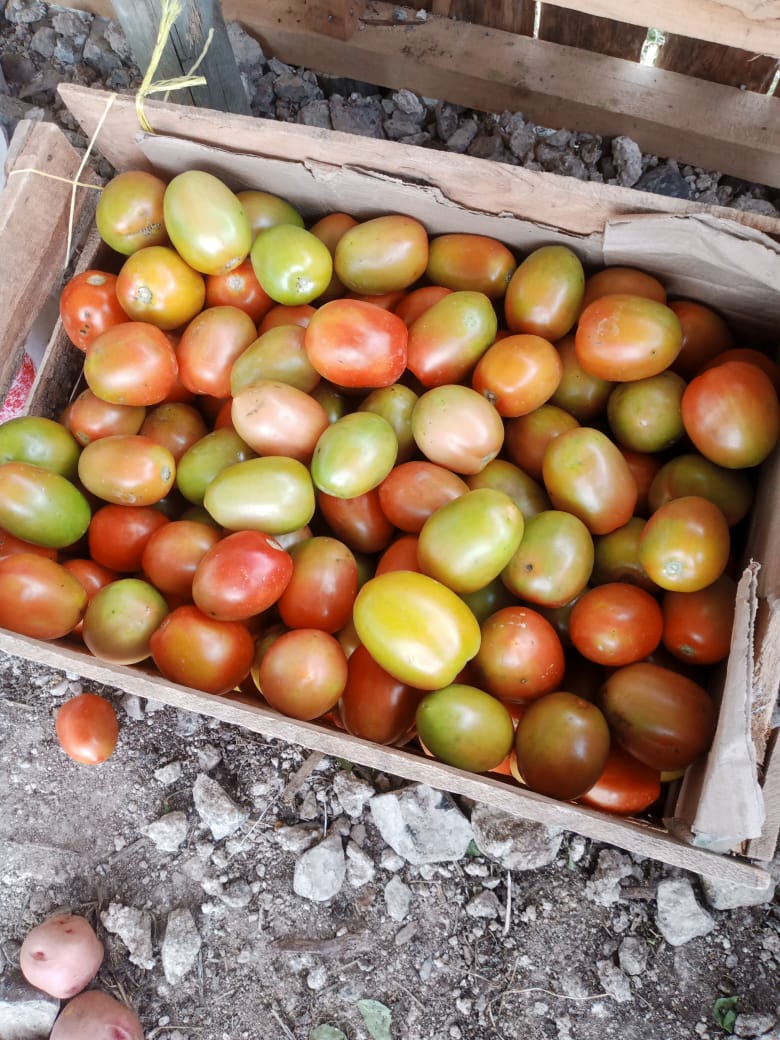 Tomatoes