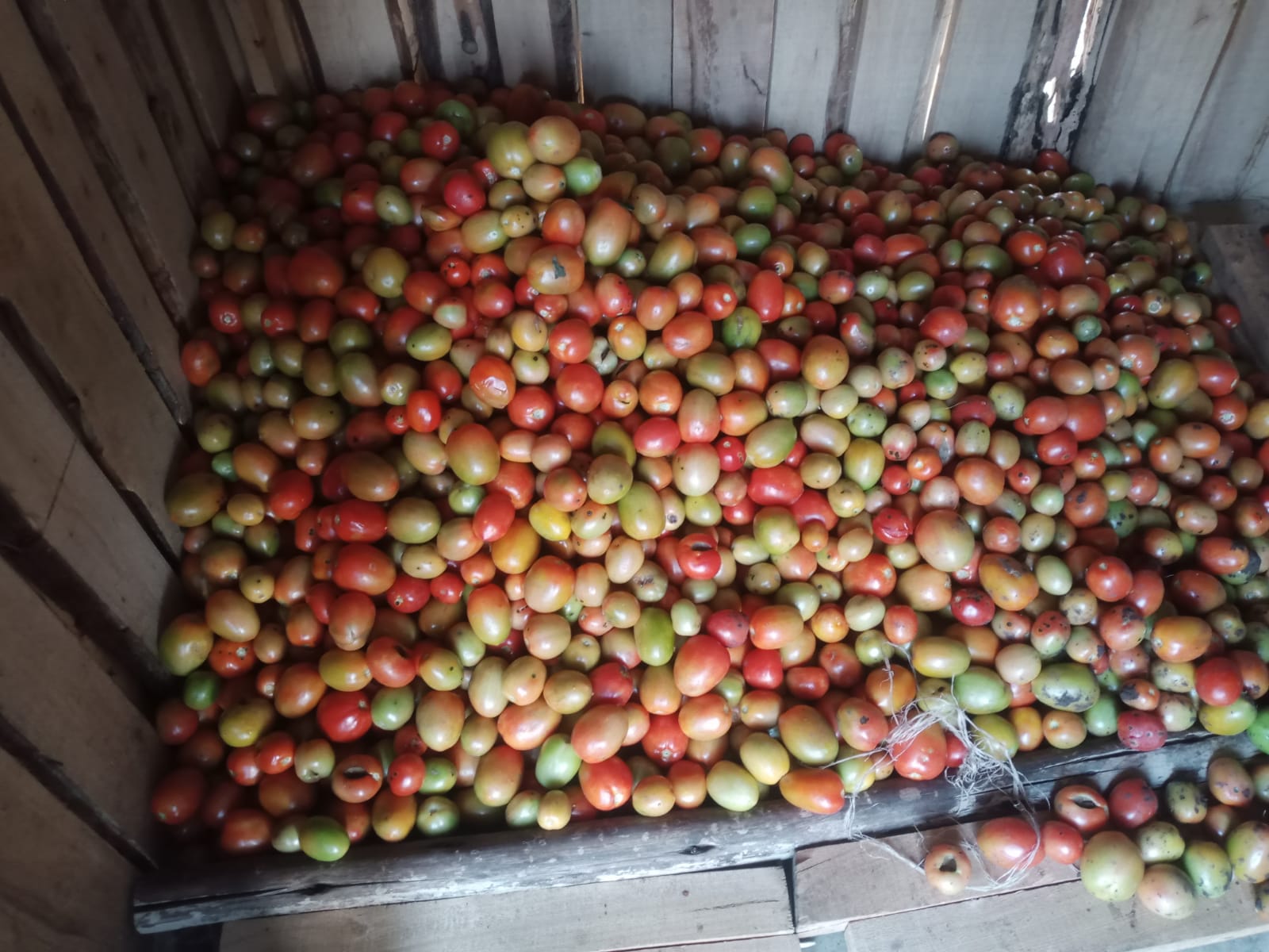 Tomatoes