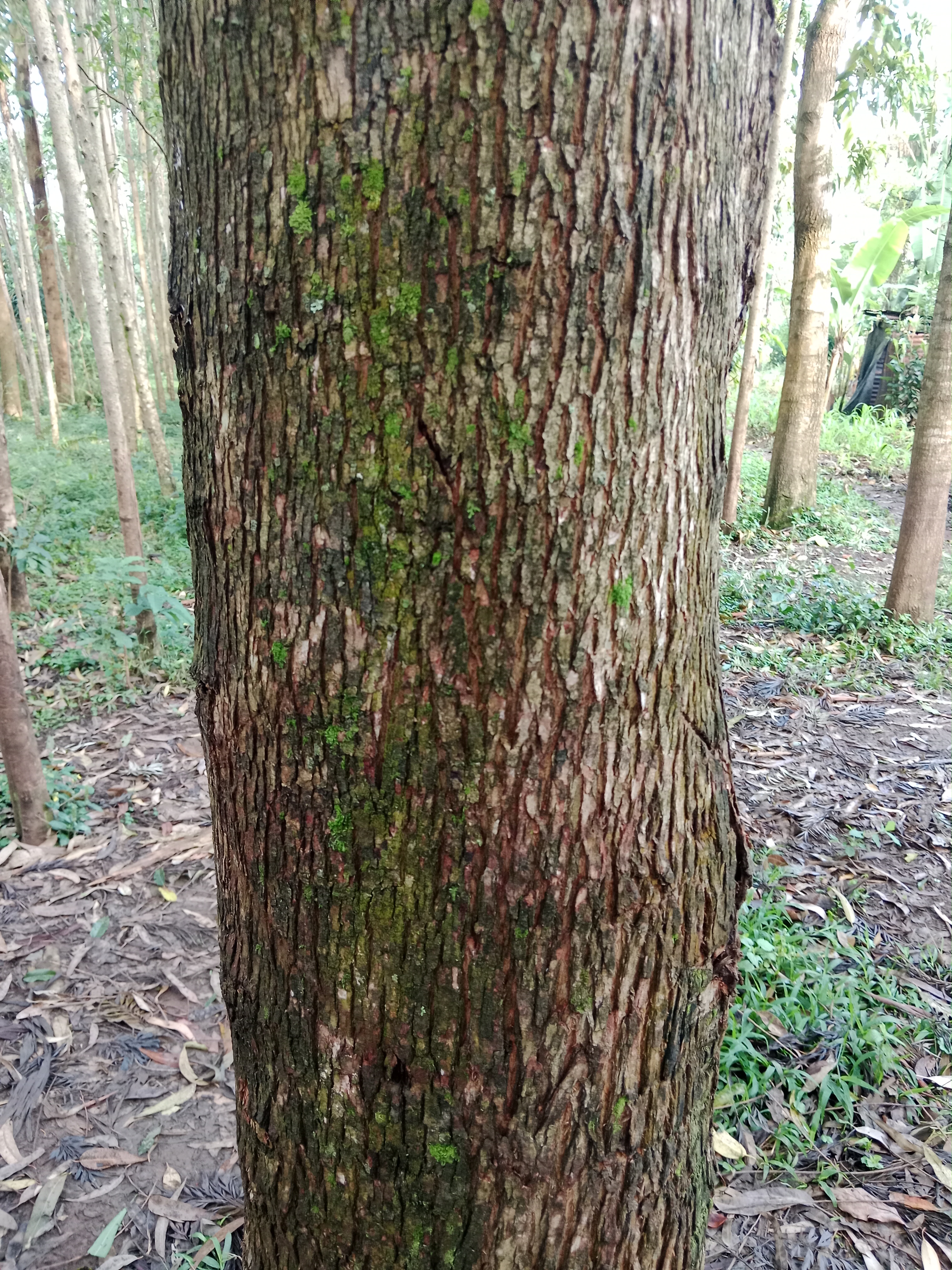 Eucalyptus tree