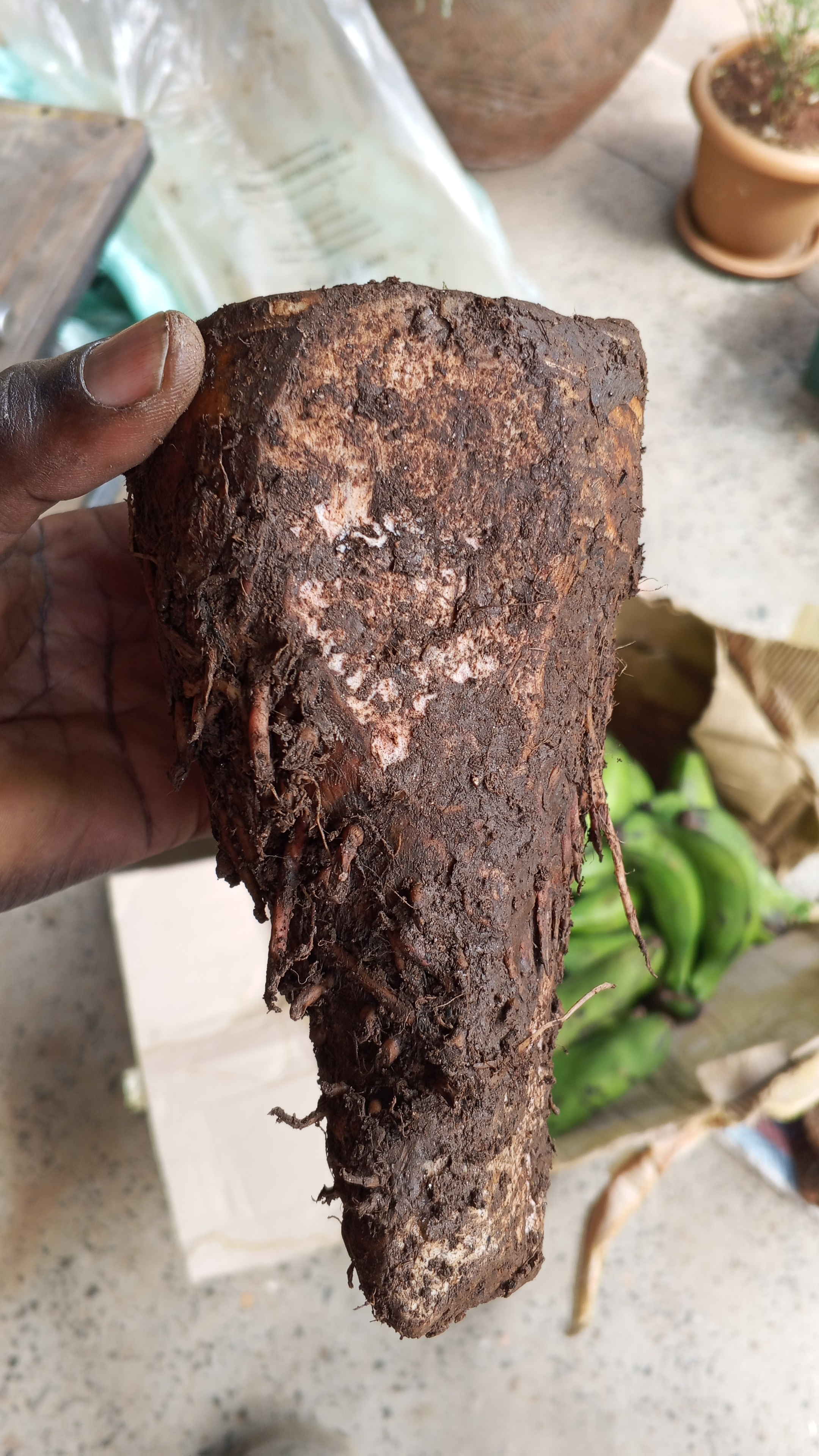 Organically Grown Arrow Roots