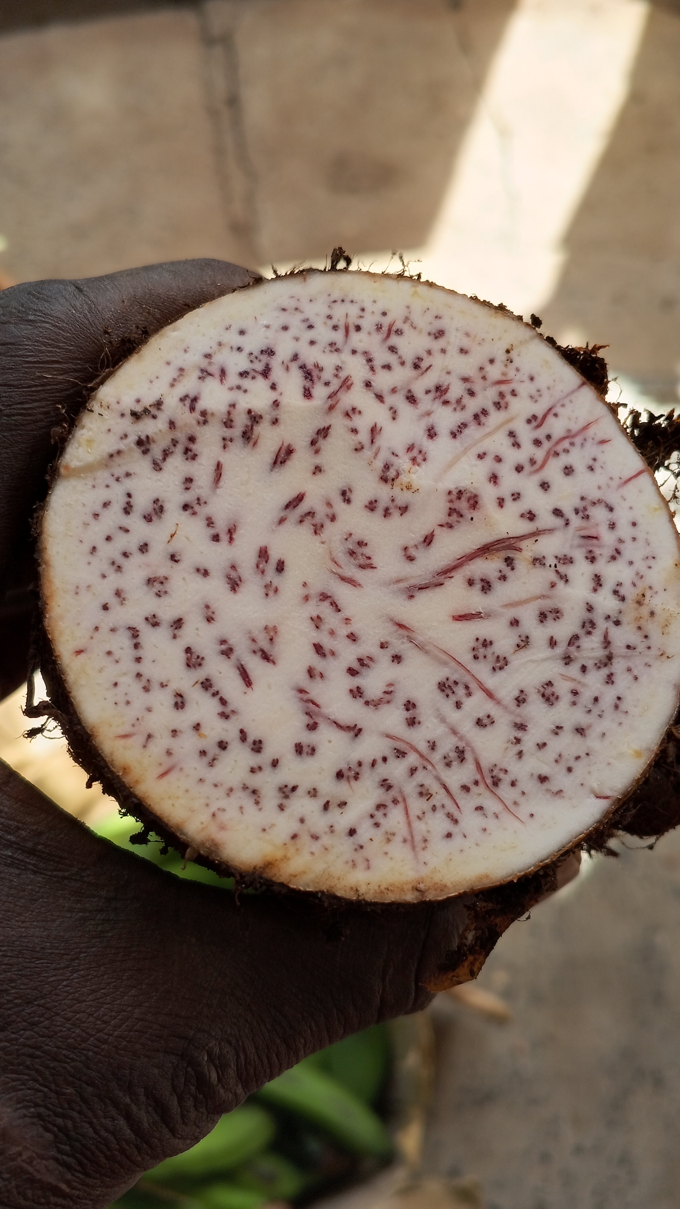 Organically Grown Arrow Roots