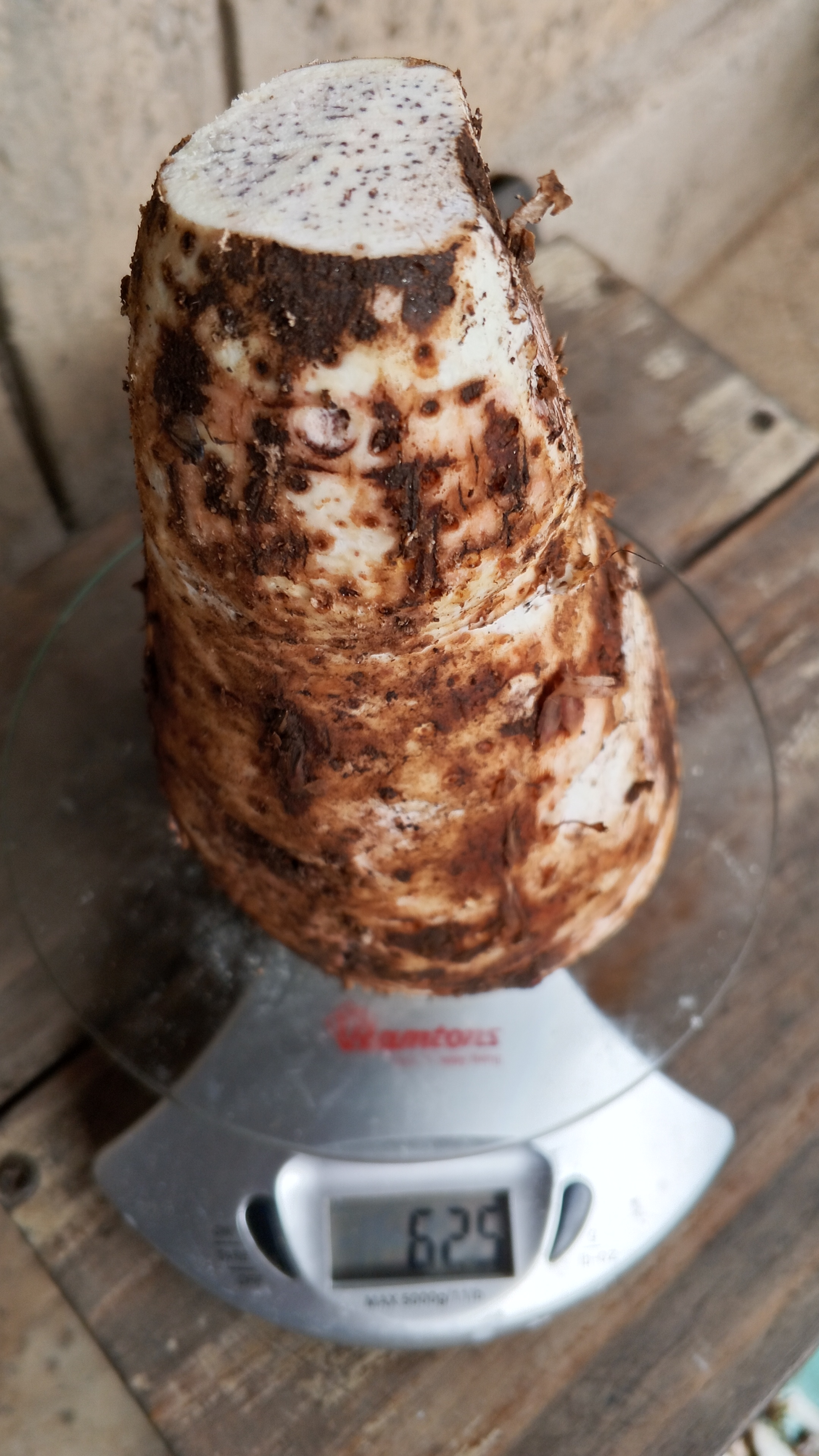 Organically Grown Arrow Roots