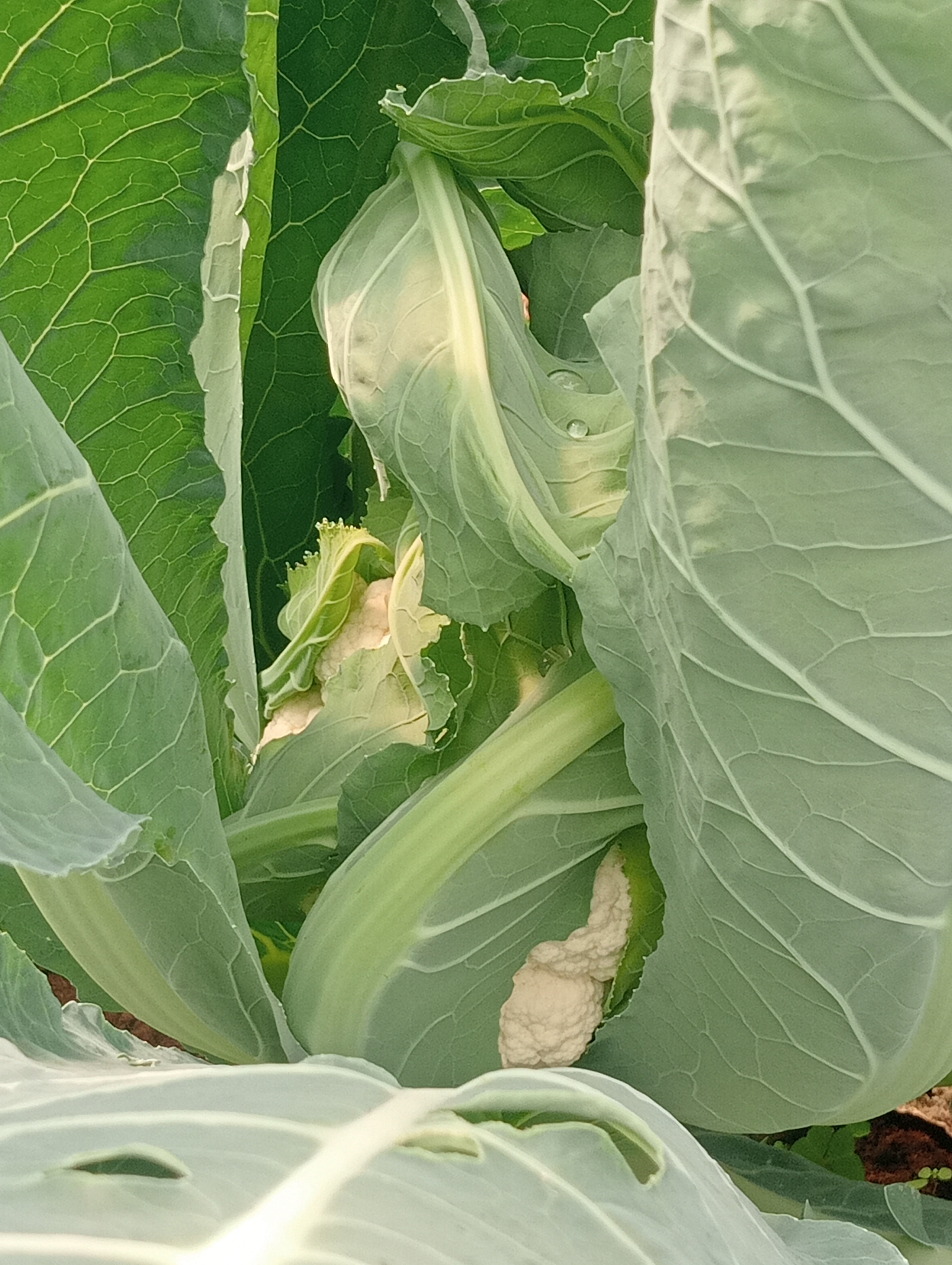 Cauliflower