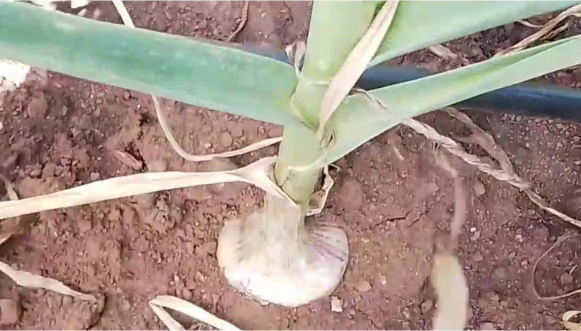 Fresh local garlic