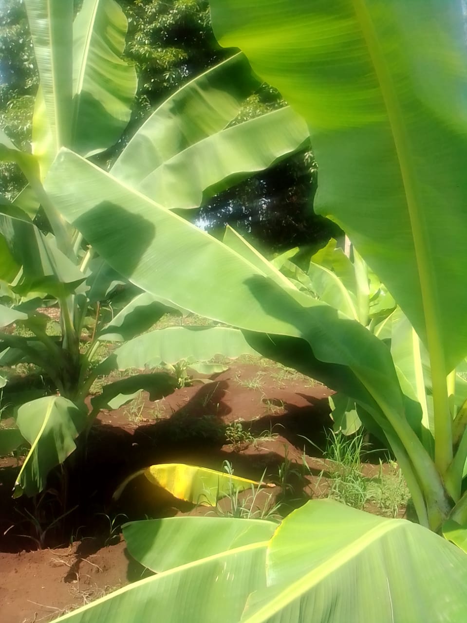 Banana Leaves