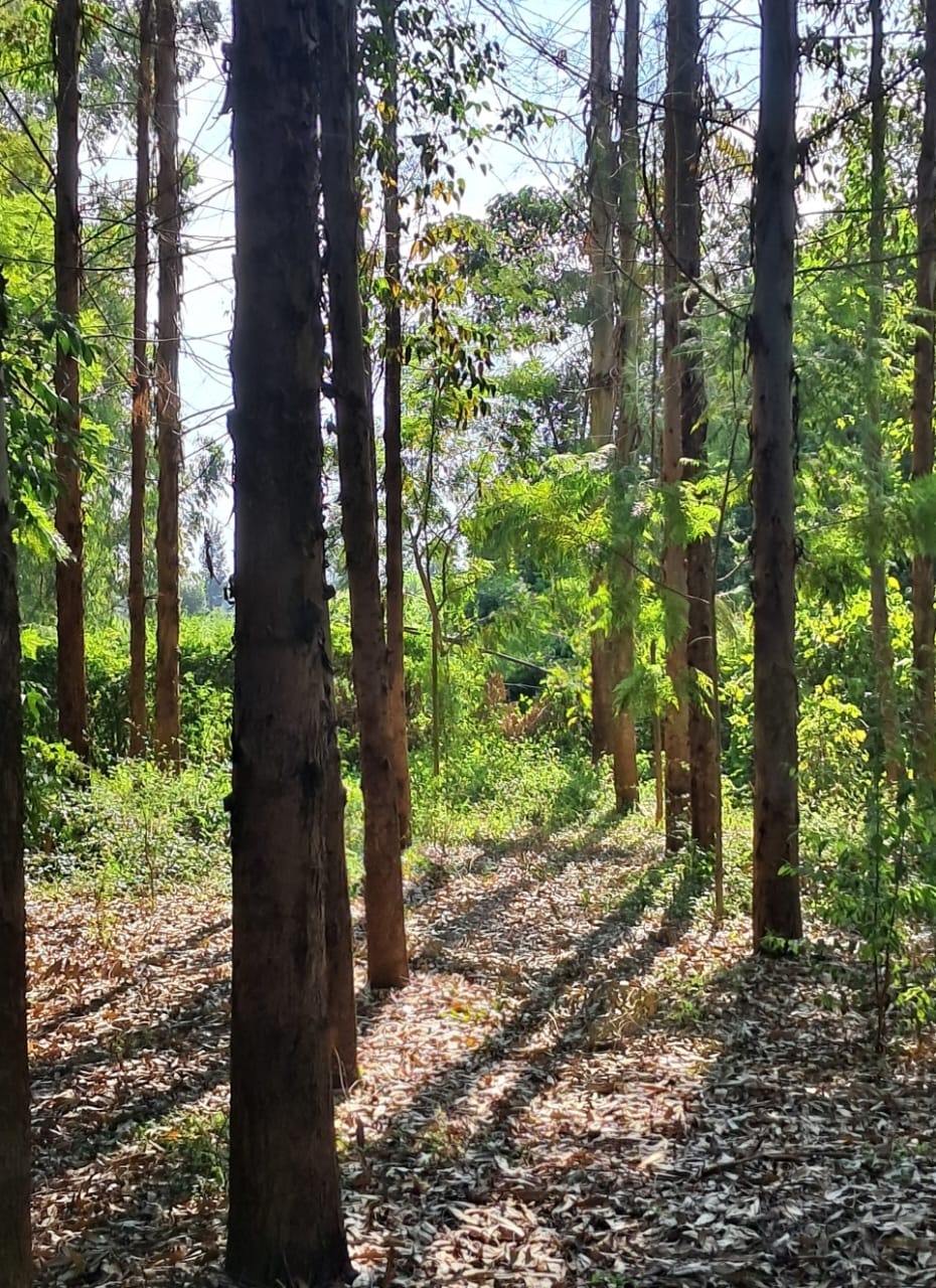 eucalyptus tree for sell