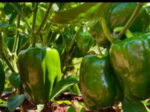 Hoho/Green Capsicum