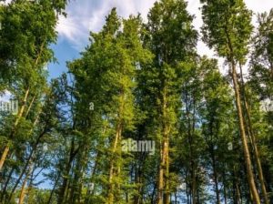 Mature Eucalyptus for Sale