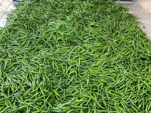 Chillies