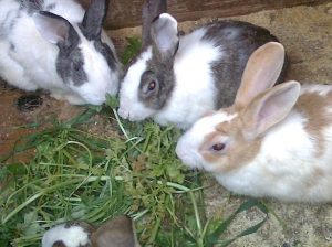 Young rabbits for sale
