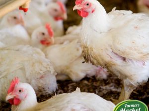 Broilers for sale