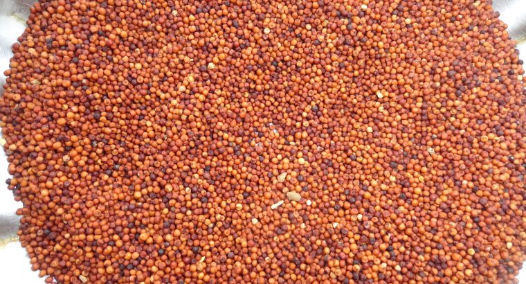 Premium Finger Millet. Clean.