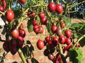 Tree Tomato Tamarillo