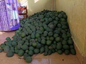 FRESH HASS AVOCADOS FOR SALE