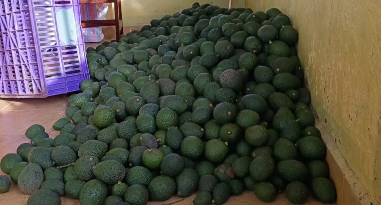 FRESH HASS AVOCADOS FOR SALE