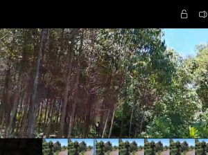 2, 4 and 6 year Old Eucalyptus