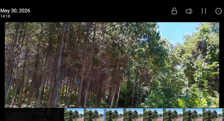 2, 4 and 6 year Old Eucalyptus