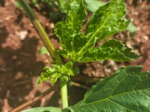 Okra (Clemson Spineless)