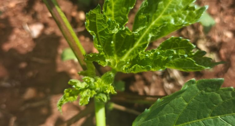Okra (Clemson Spineless)