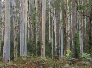 Bluegum