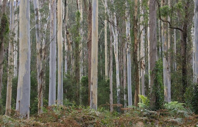 Bluegum