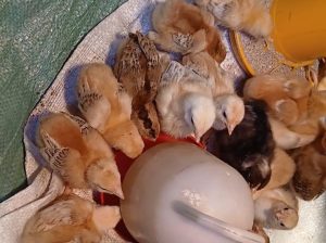 chicks