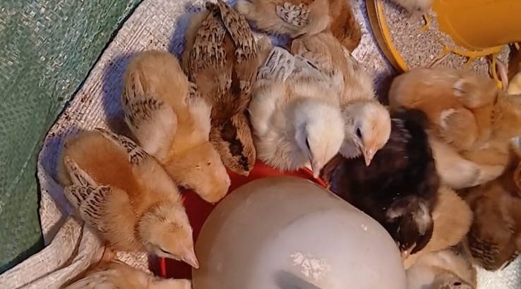 chicks